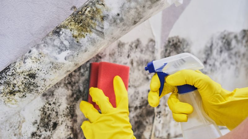 Mold and Debris Cleanup